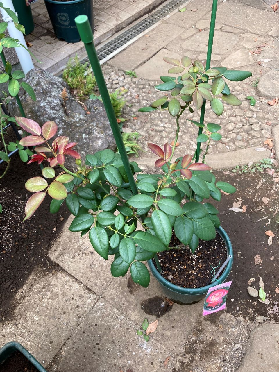 ノスタルジー開花苗の5週間後