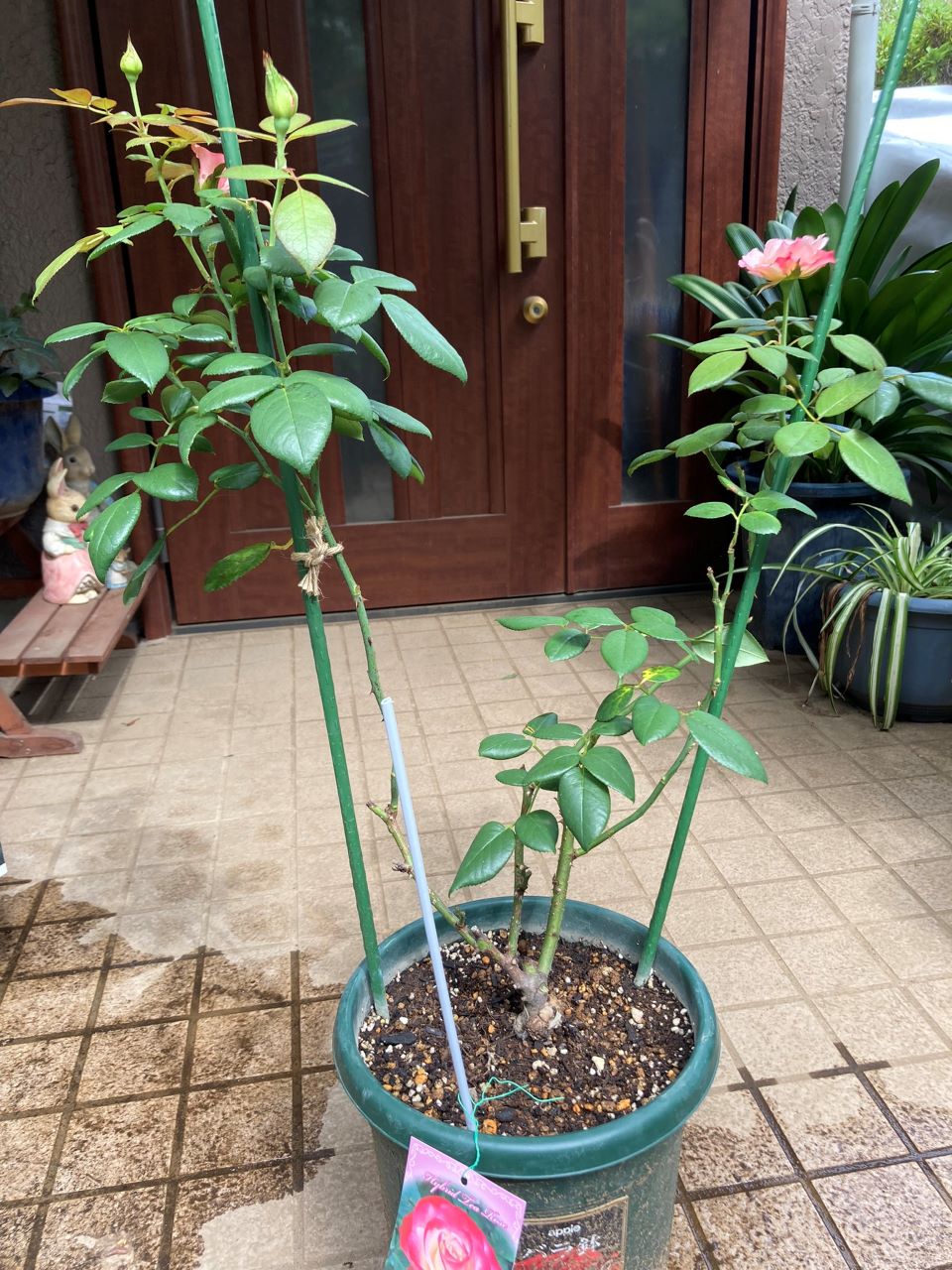 ノスタルジー開花苗の6週間後