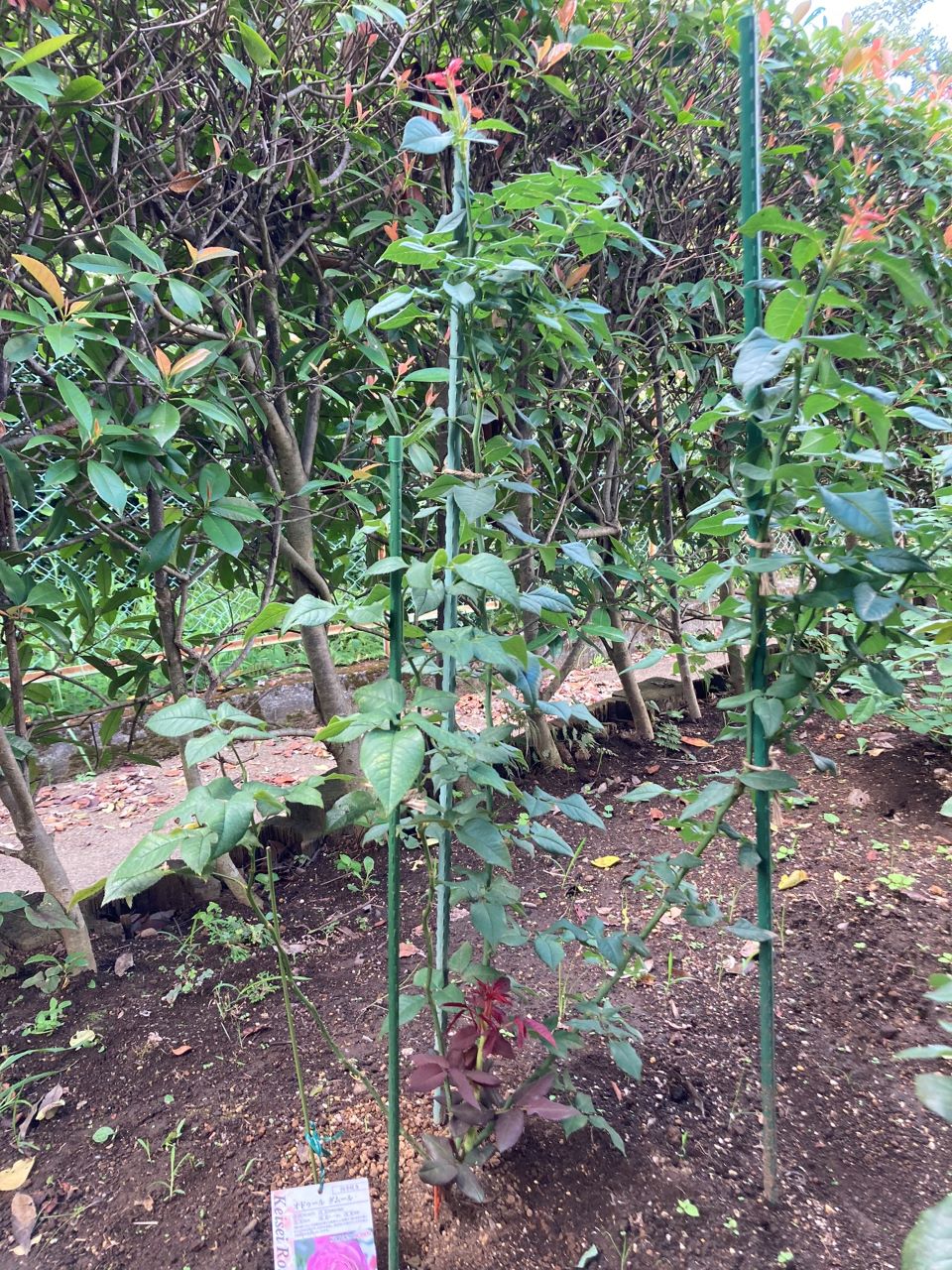 オドゥールダムール6月新苗の13週間後