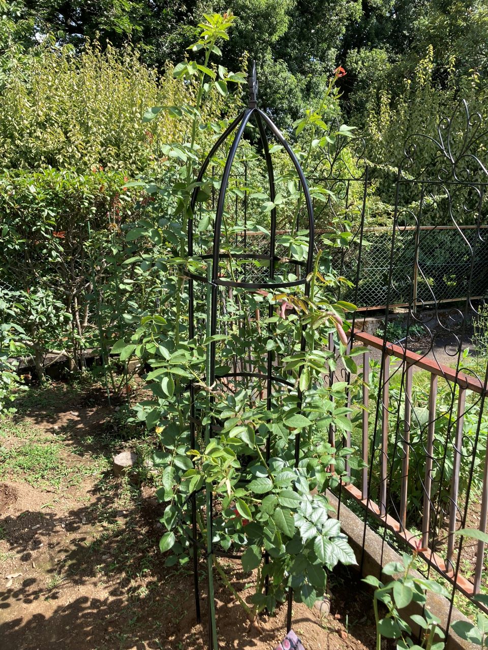 ピエール・ドゥ・ロンサール開花苗移植12週間後