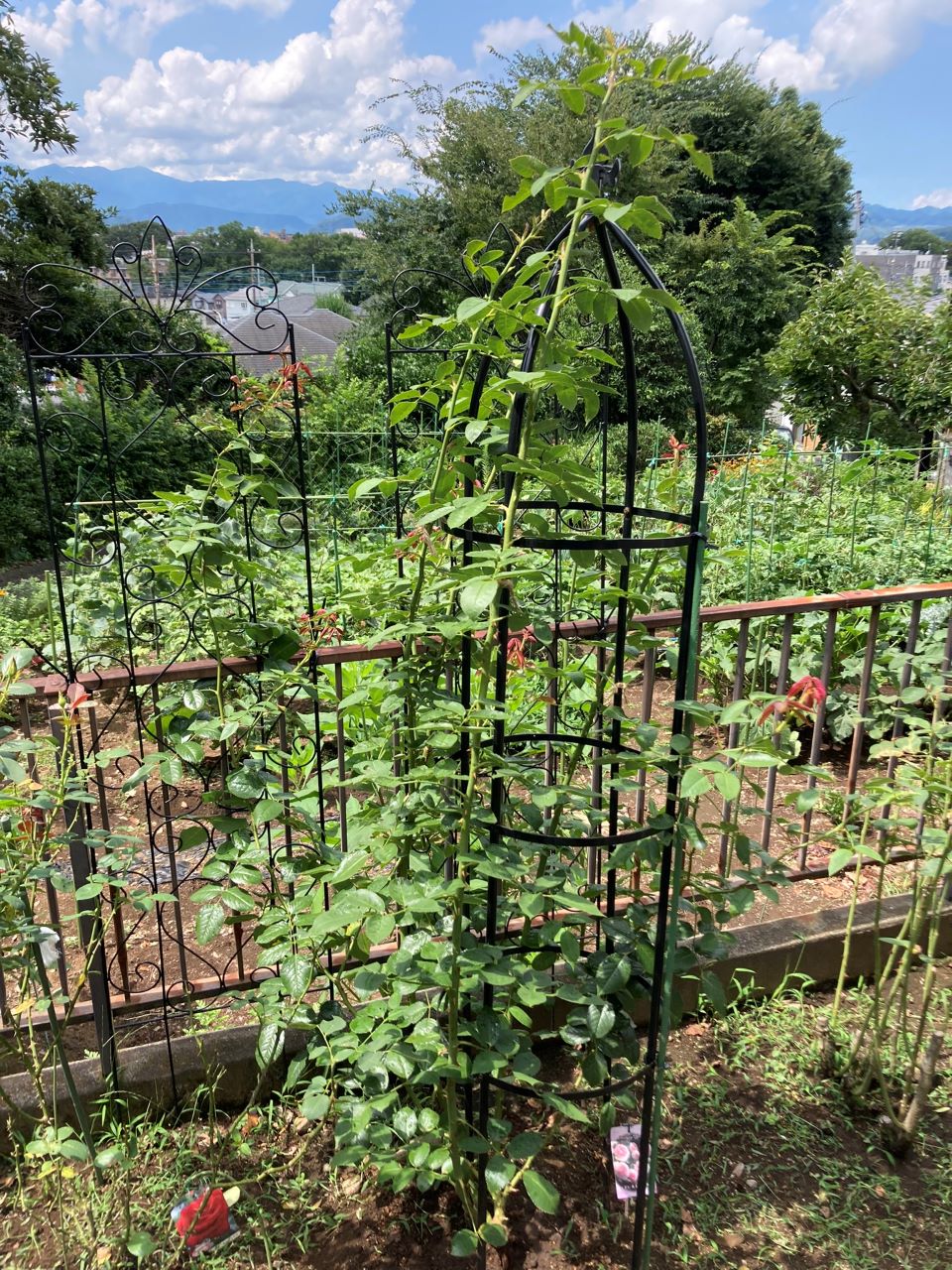 ピエール・ドゥ・ロンサール開花苗14週間後