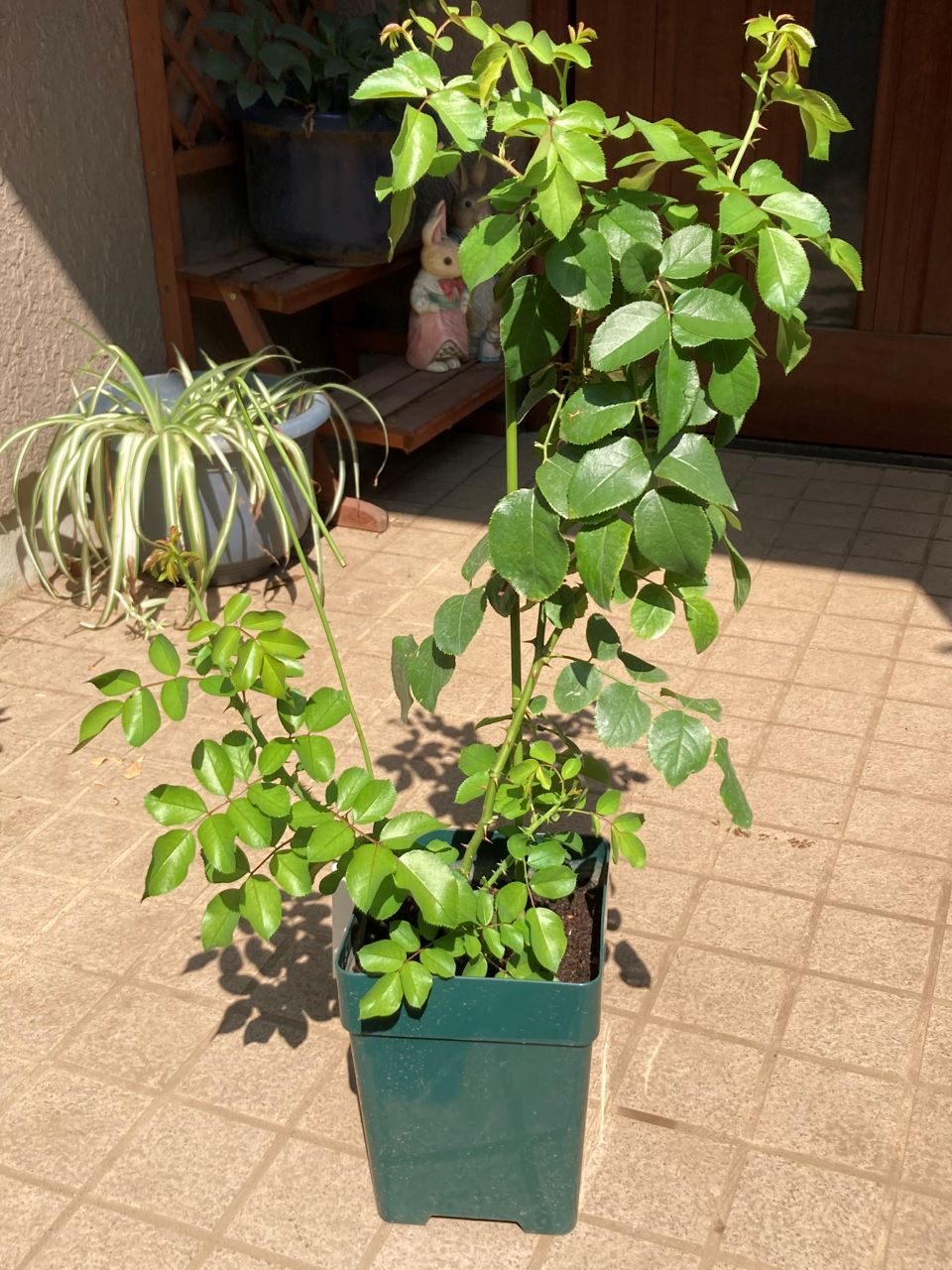 レッドレオナルドダビンチ6号鉢新苗10日後