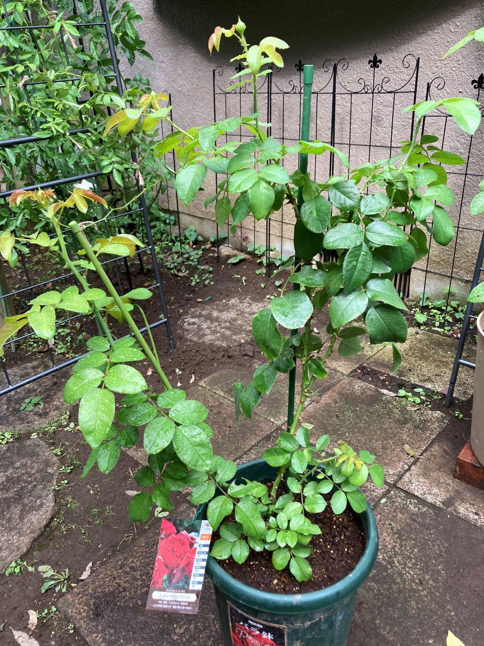 レッドレオナルドダビンチ6号鉢新苗2週間後植替え