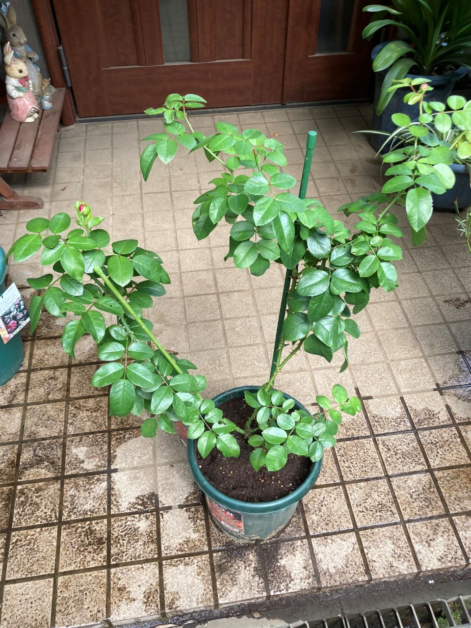 レッドレオナルドダビンチ6号鉢新苗4週間後