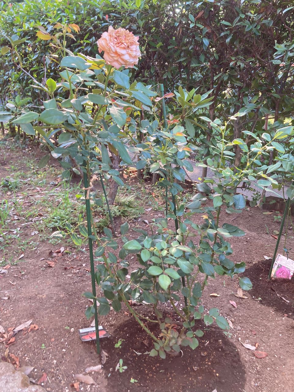 ロビン開花苗 地植えから4週間後