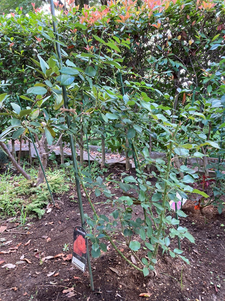 ロビン開花苗購入から8週間後