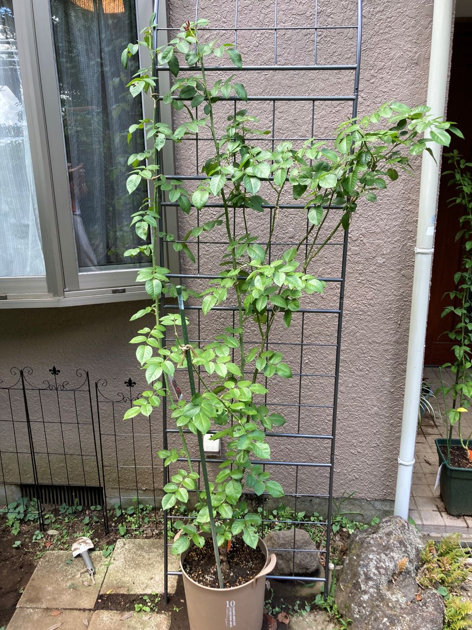 ルージュ・ピエール・ドゥ・ロンサール植替えから13週間後