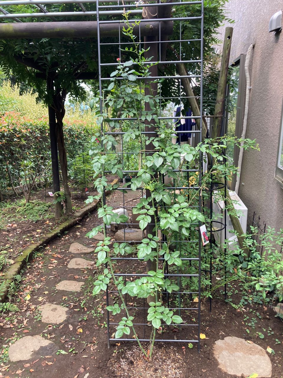 ルージュ・ピエール・ドゥ・ロンサール14週間後