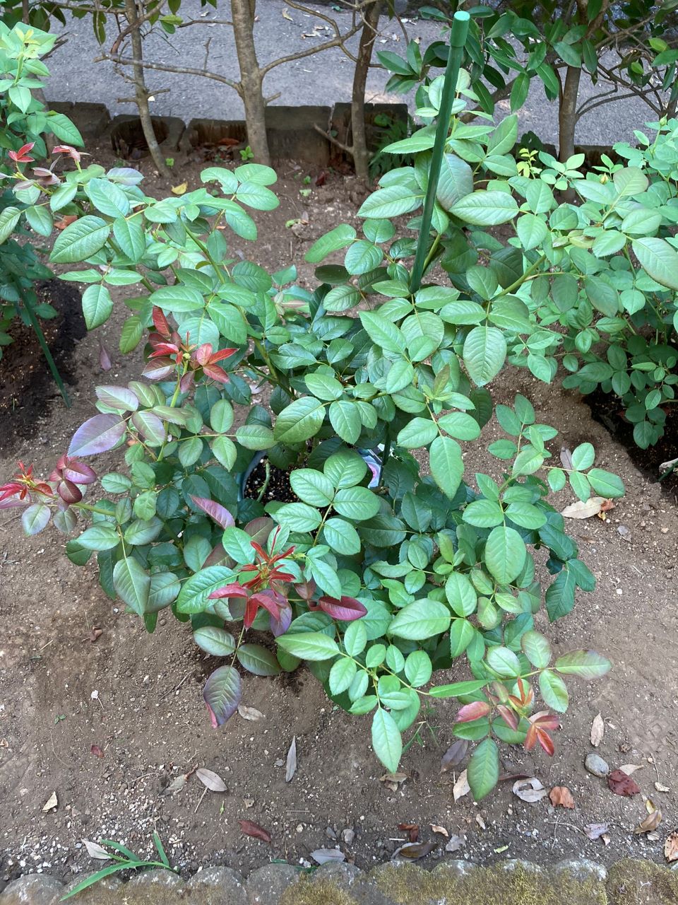 ロクサーヌ6月開花苗植替え後6週間