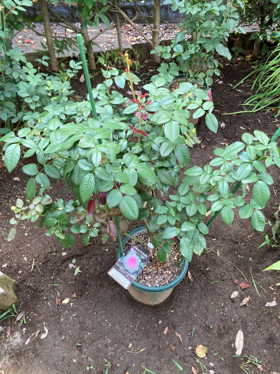 ロクサーヌ6月開花苗の8週間後