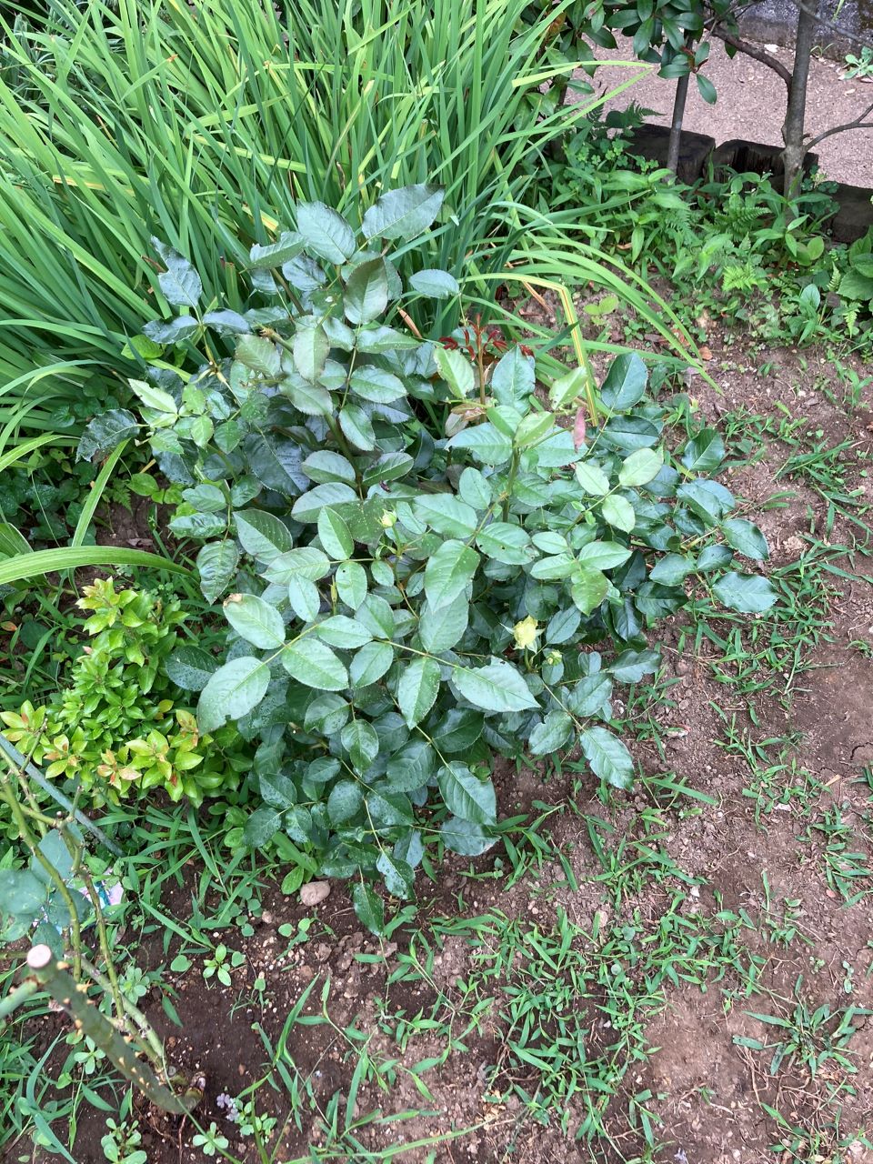 シシリエンヌ 開花苗購入から10週間後