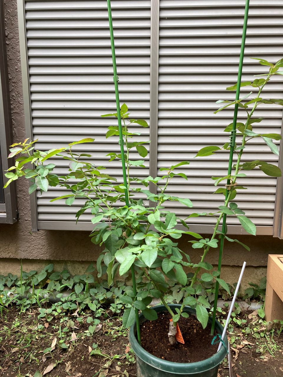 スーリールドゥモナリザ新苗3週間後