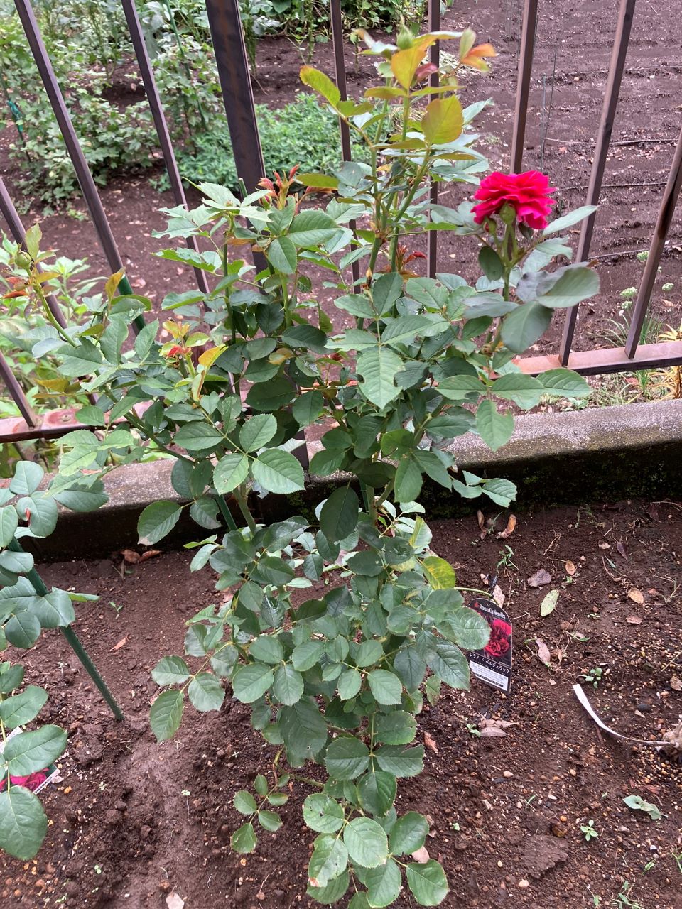 シラノドベルジュラック開花苗の15週間後