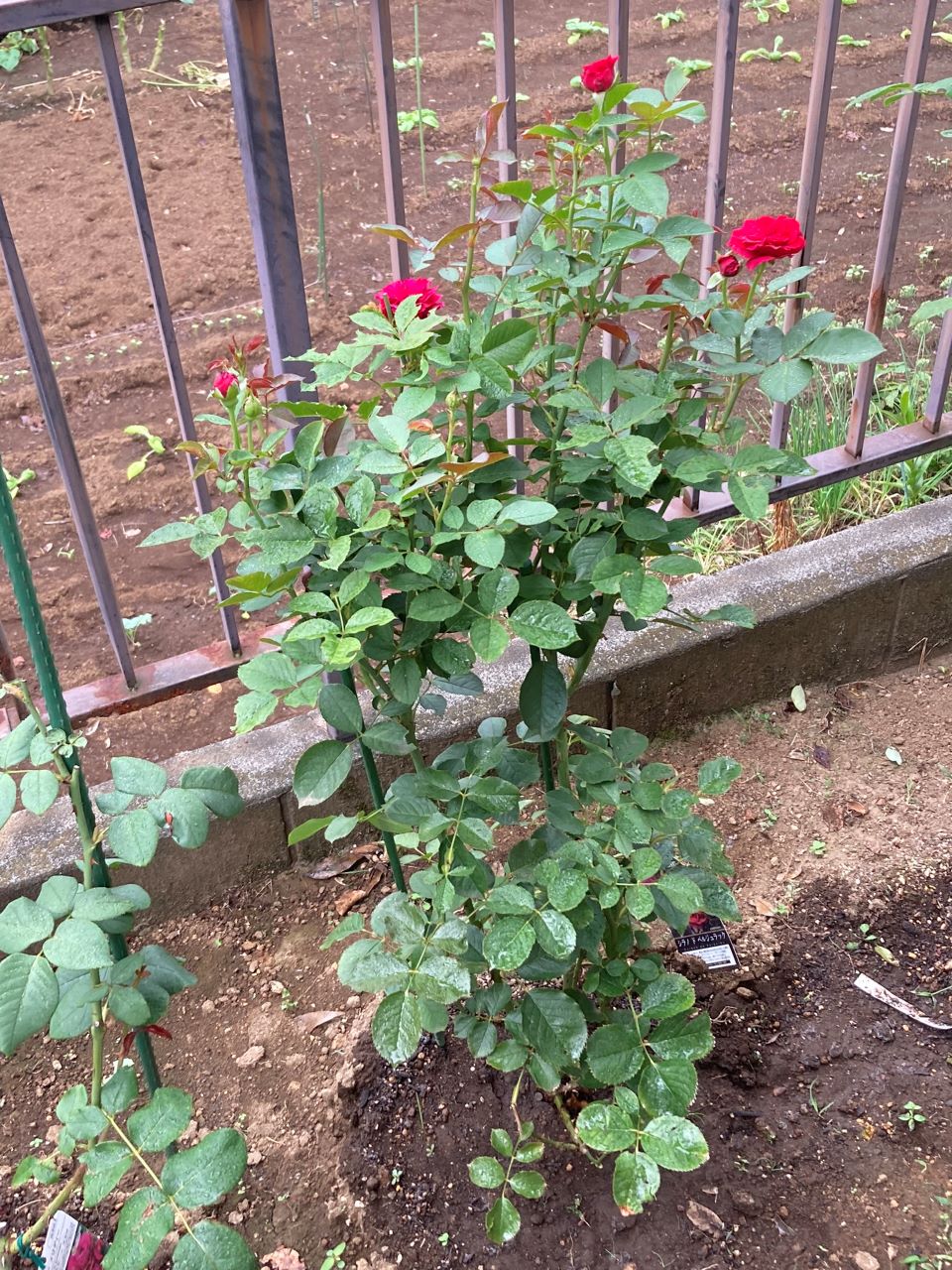 シラノドベルジュラック開花苗の16週間後