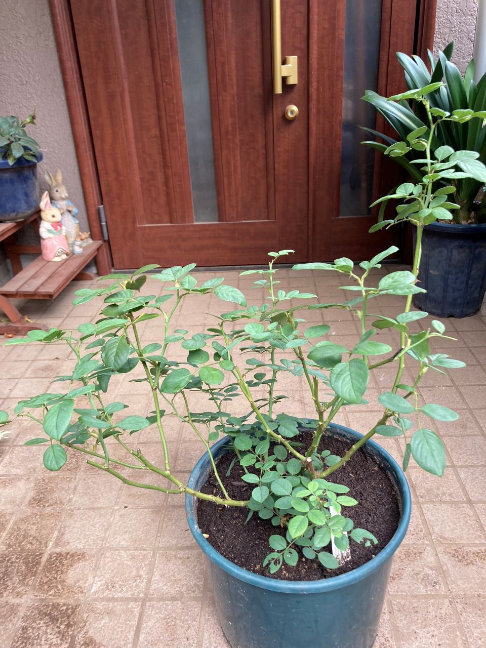 デスデモーナ15L鉢の3週間後