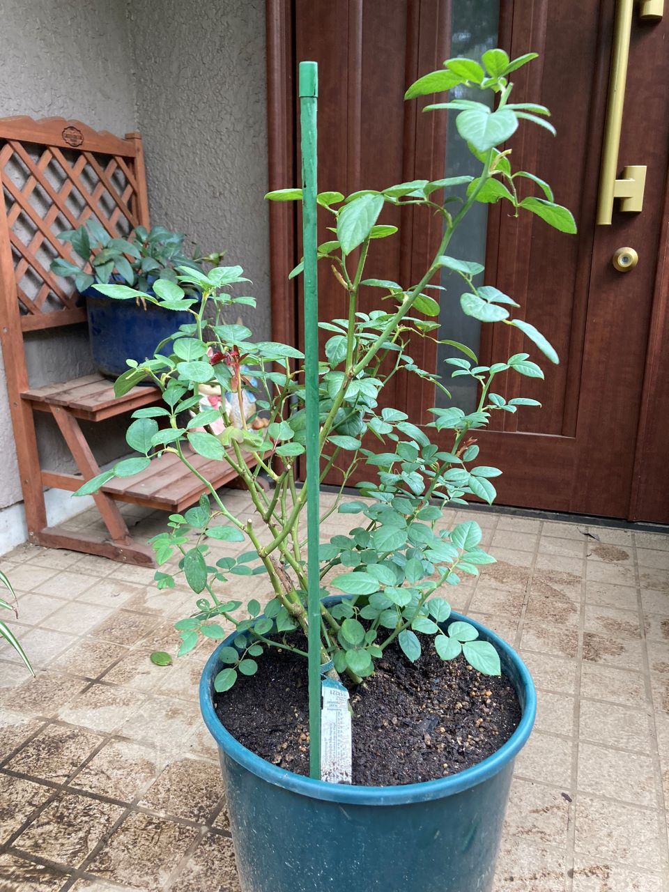 デスデモーナ15L鉢の4週間後