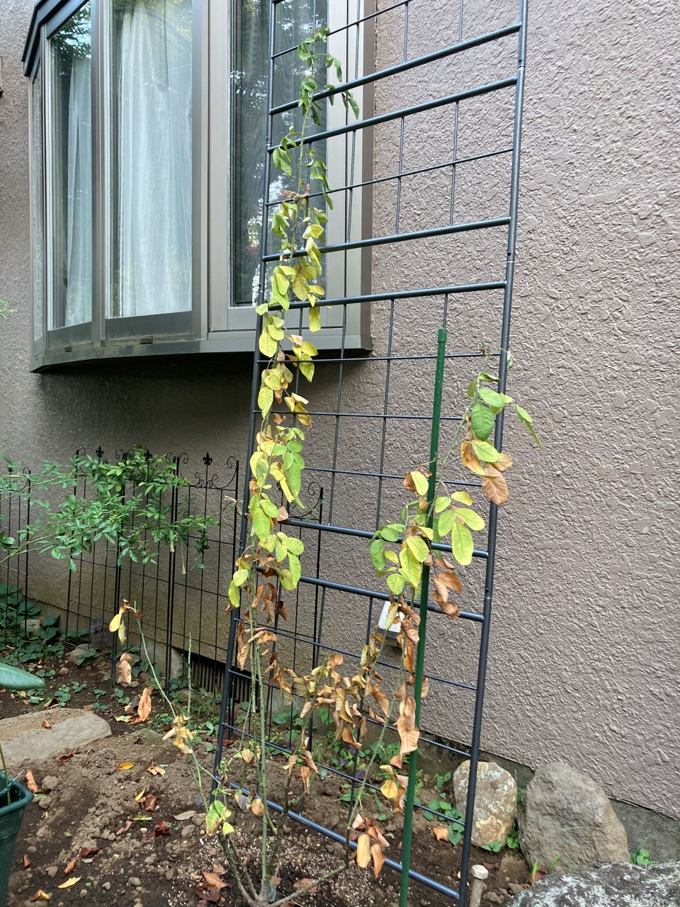 ガートルード・ジェキル購入9週間後