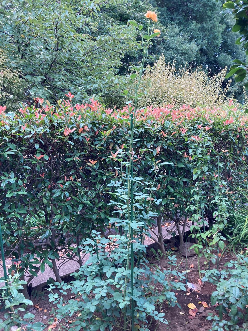 グラハム・トーマス15L鉢の8週間後