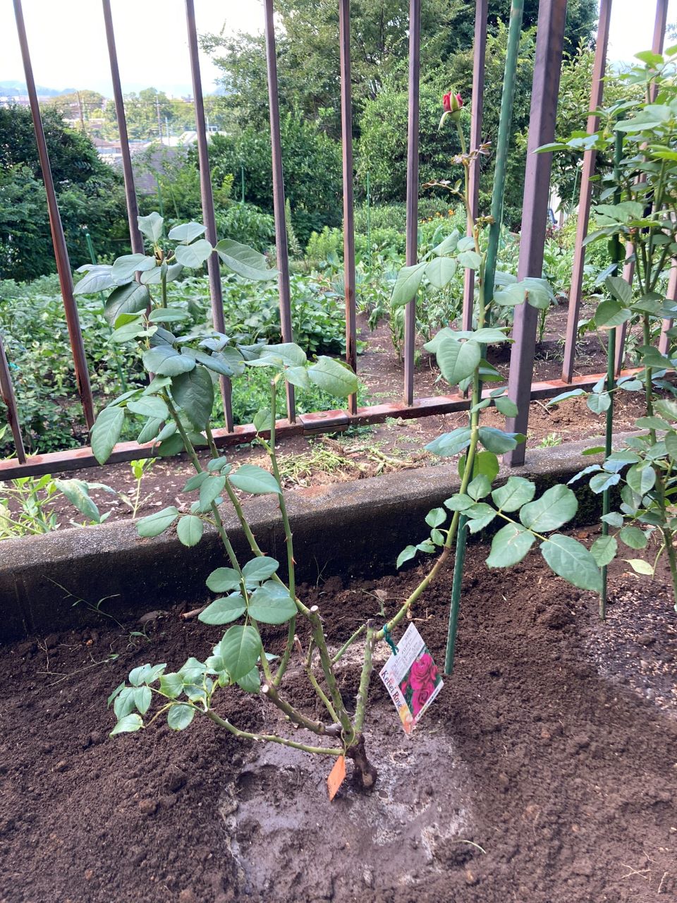 ジョリーメロディー開花苗1週間に地植え
