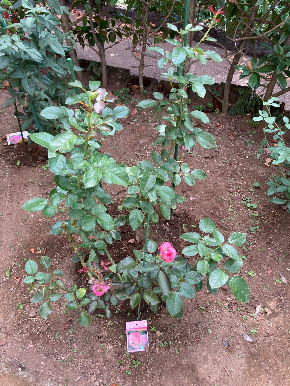 ニコール開花苗購入の16週間後