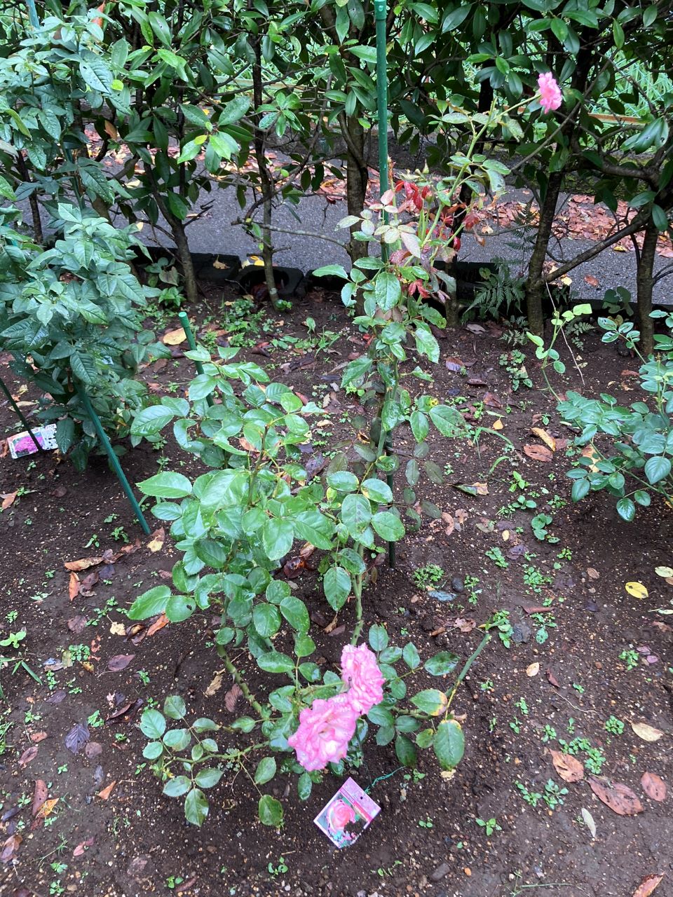 ニコール開花苗購入の19週間後