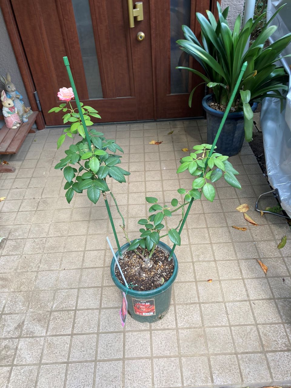 ノスタルジー開花苗の7週間後