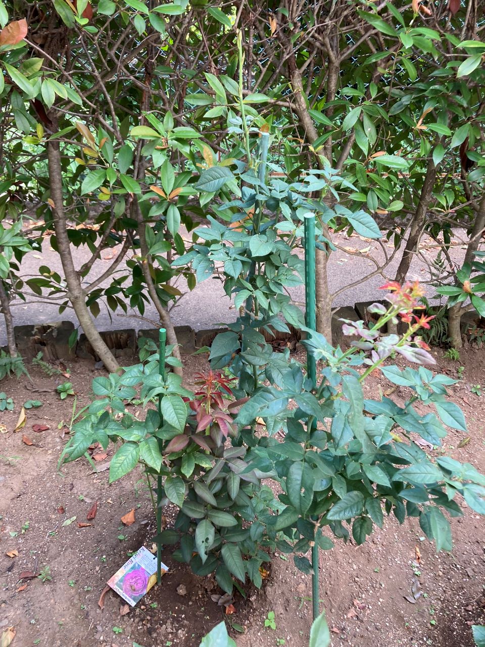 オドゥールダムール6月新苗の14週間後