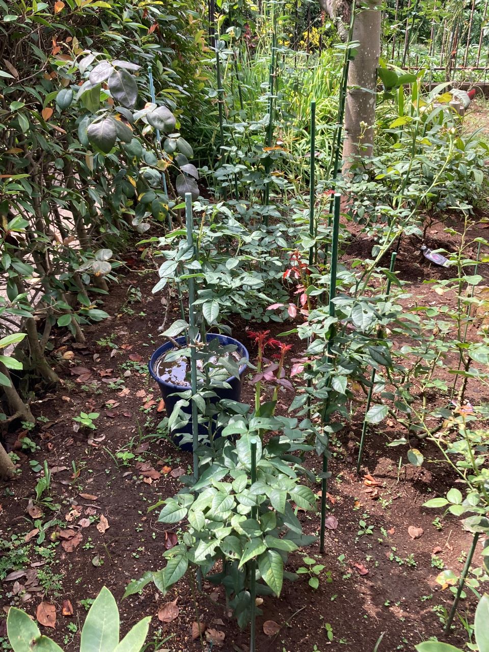 オドゥールダムール6月新苗の16週間後