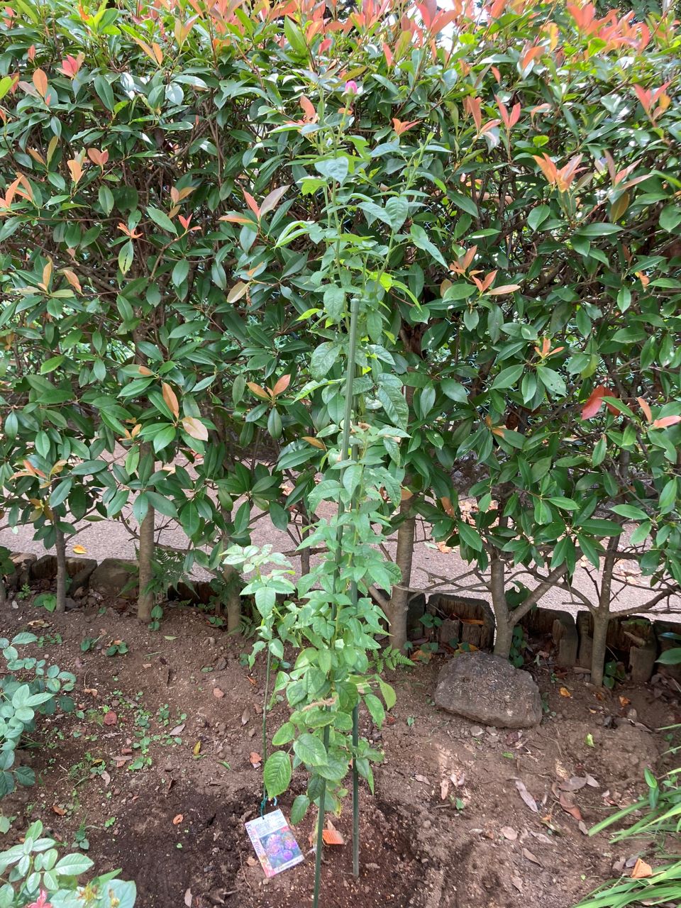 パフュームドレス5月新苗14週間後