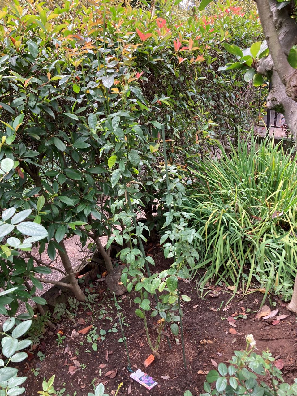 パフュームドレス5月新苗16週間後