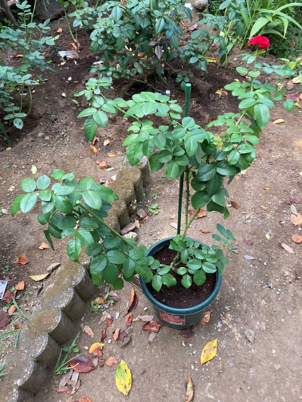 レッドレオナルドダビンチ6号鉢新苗5週間後