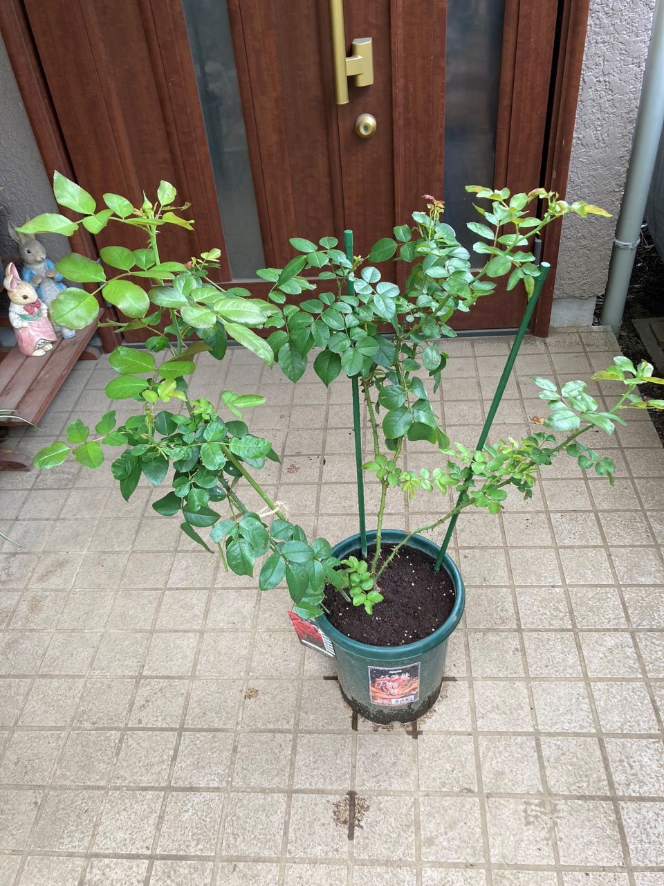 レッドレオナルドダビンチ6号鉢新苗7週間後