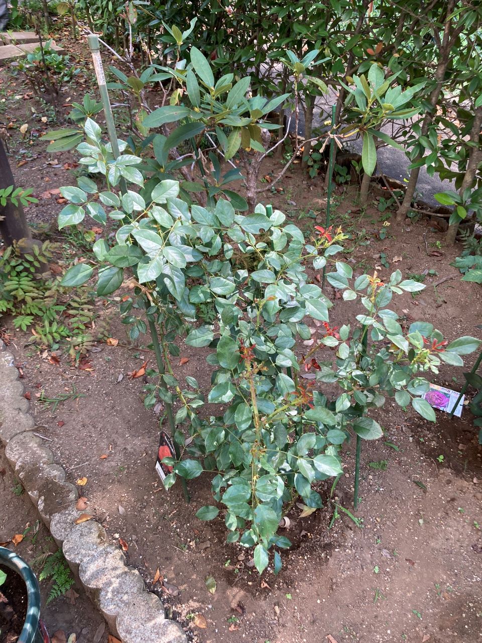 ロビン開花苗購入から9週間後