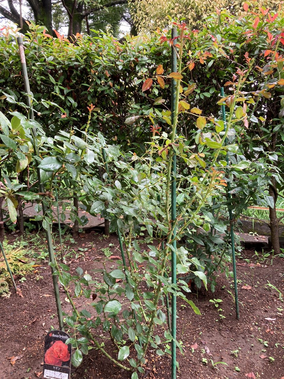 ロビン開花苗購入から10週間後