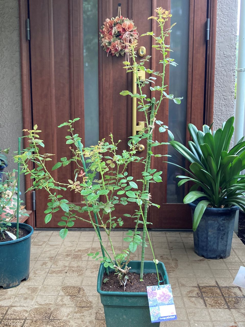 ローズアントワネット開花苗購入から3週間