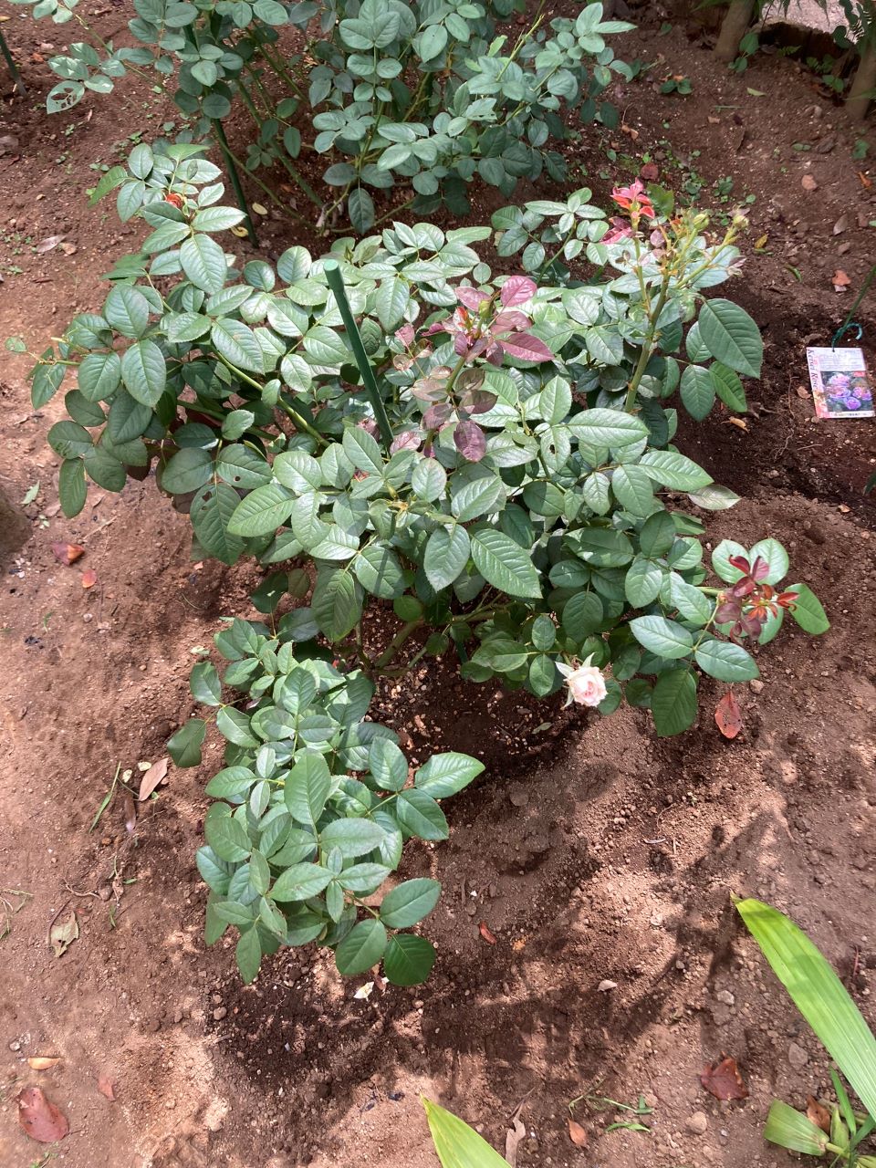 ロクサーヌ6月開花苗の9週間後