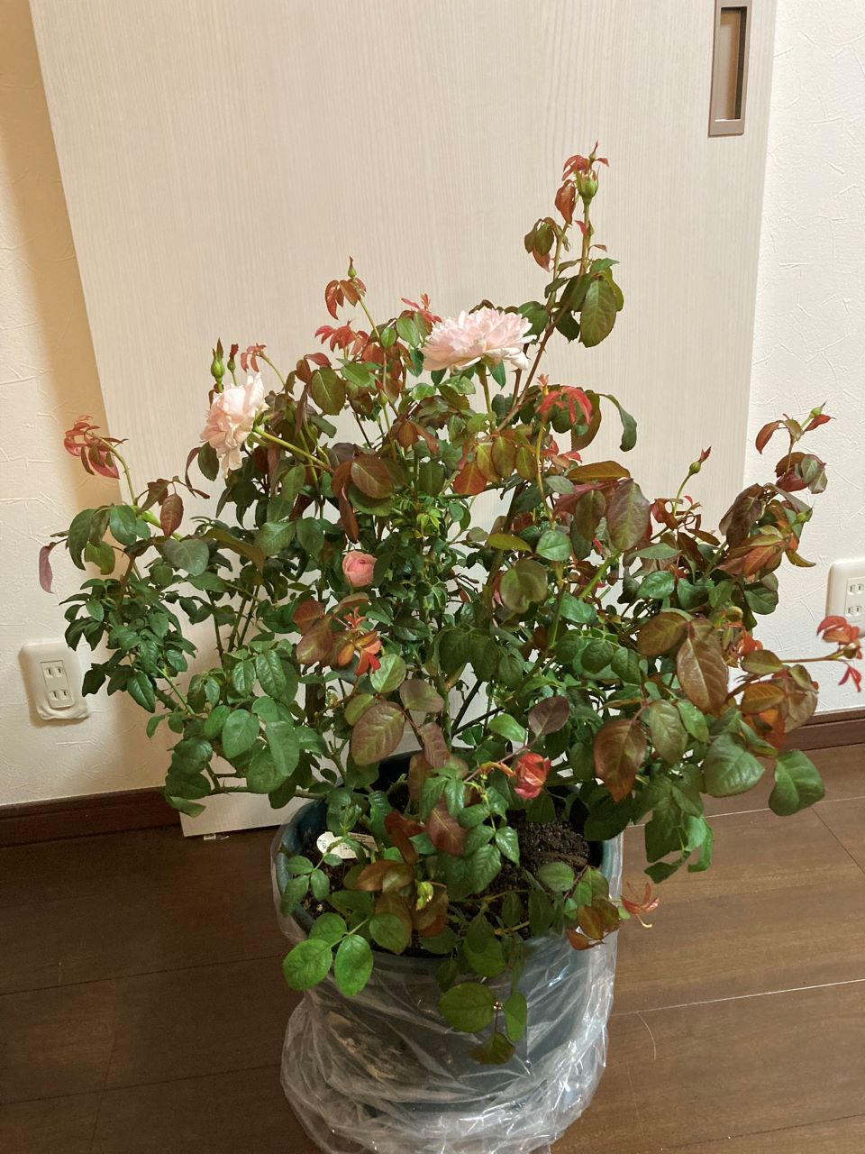 サイラスマーナー15L苗購入