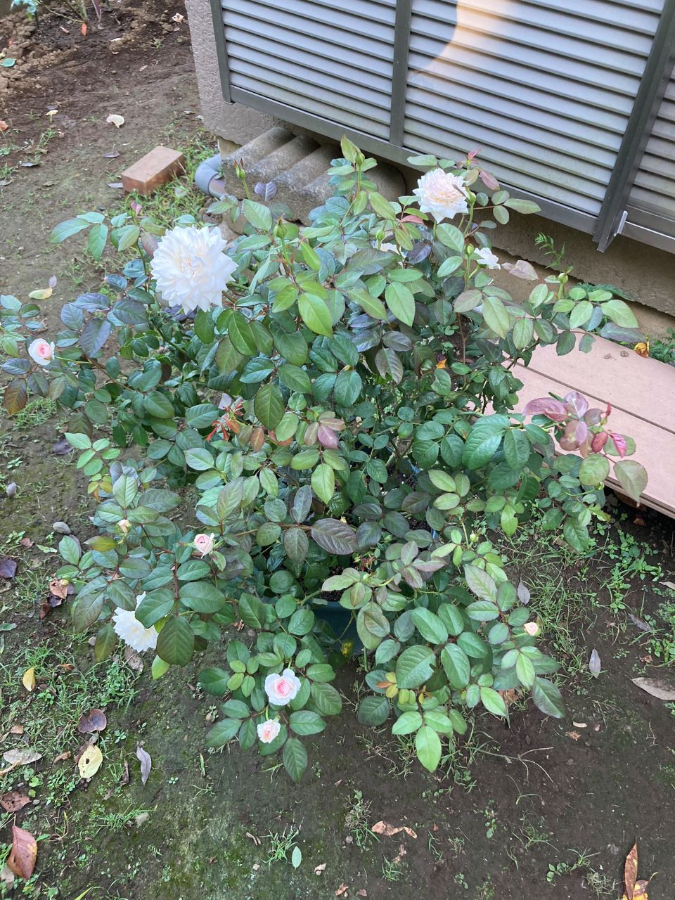 サイラスマーナー15L苗購入の1週間後