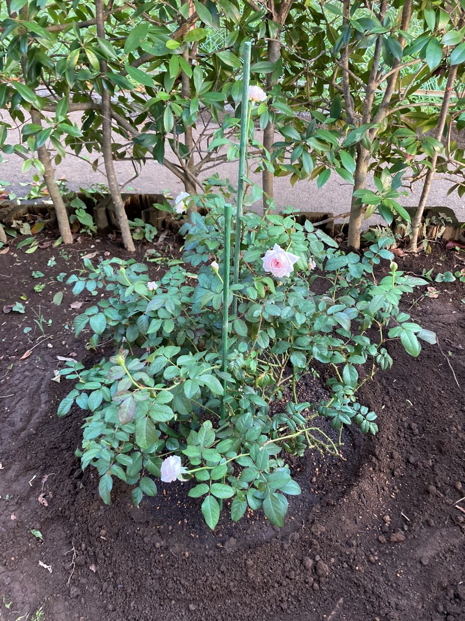 サイラスマーナー15L苗購入の2週間後