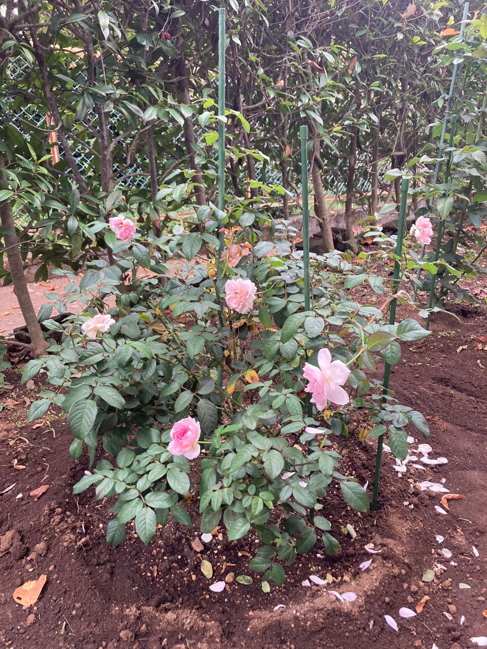 サイラスマーナー15L苗購入の3週間後