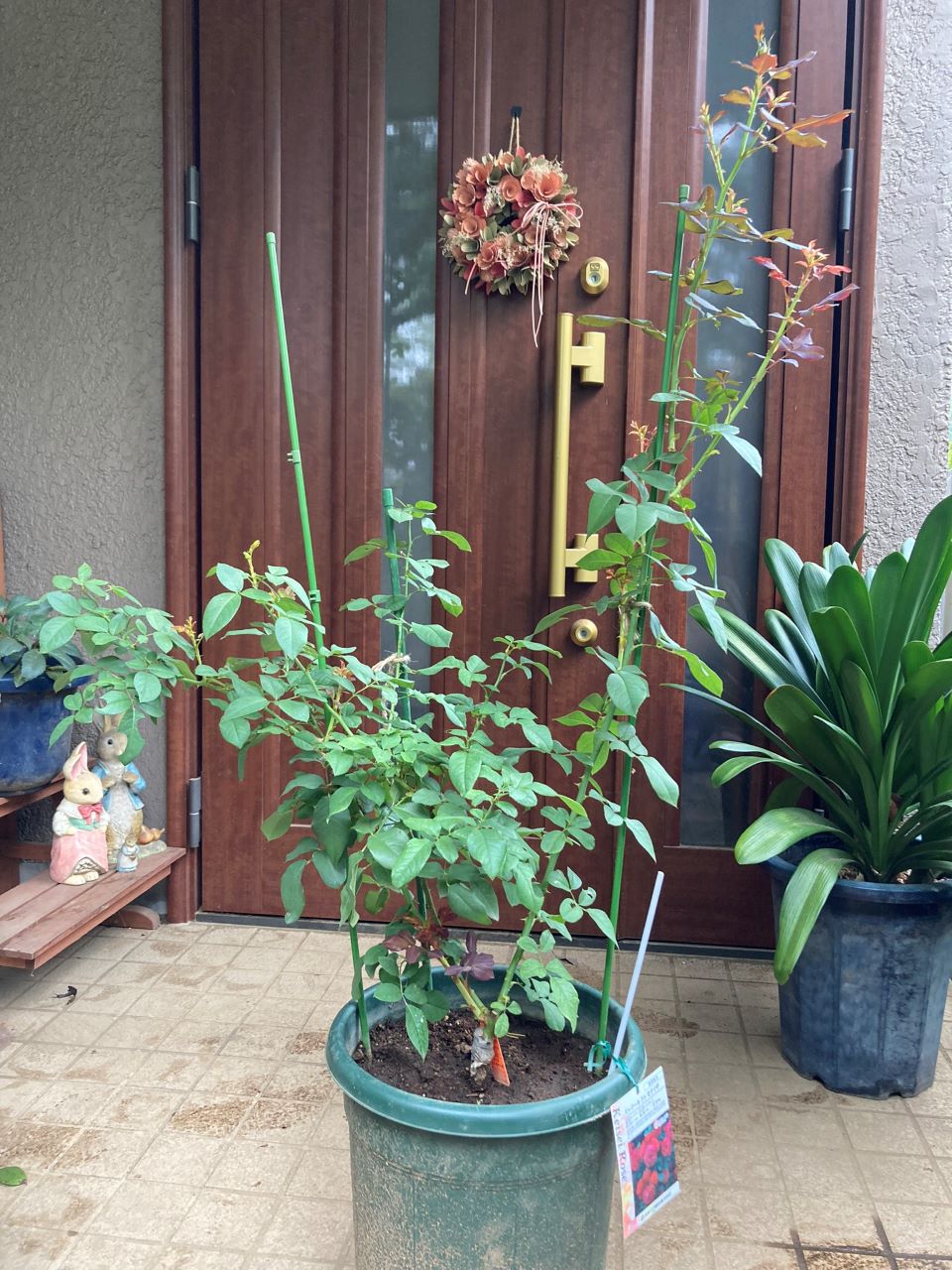 スーリールドゥモナリザ新苗6週間後