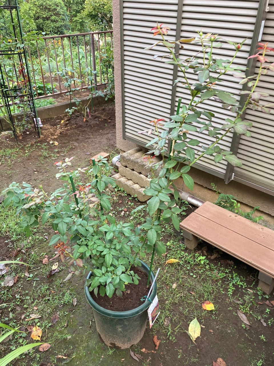 スーリールドゥモナリザ新苗7週間後