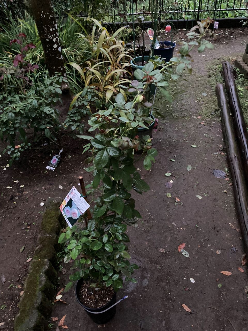 クリスティアーナの10月開花苗購入