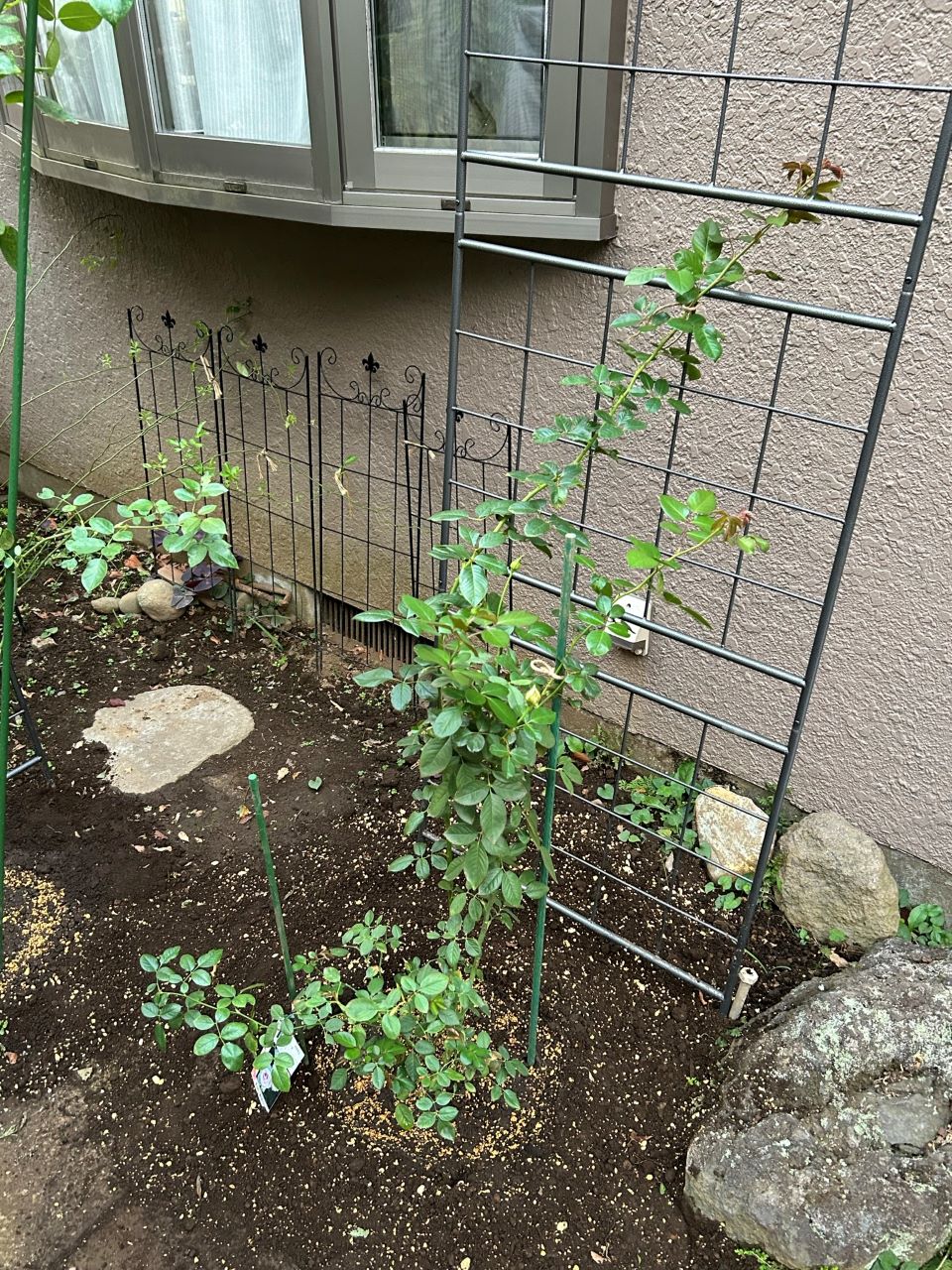 クリスティアーナの10月開花苗3週後地植え