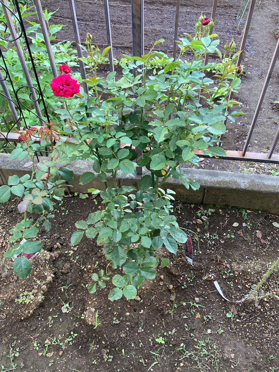 シラノドベルジュラック開花苗の18週間後