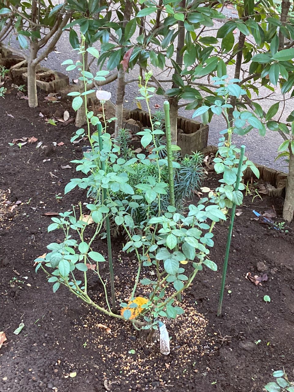 デスデモーナ15L鉢の9週間後