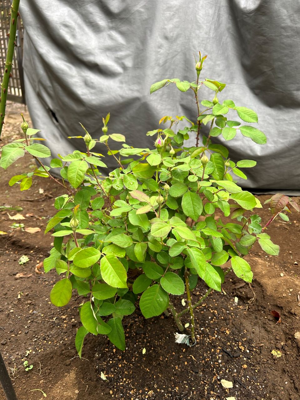 ガートルード・ジェキル代替苗の1週間後