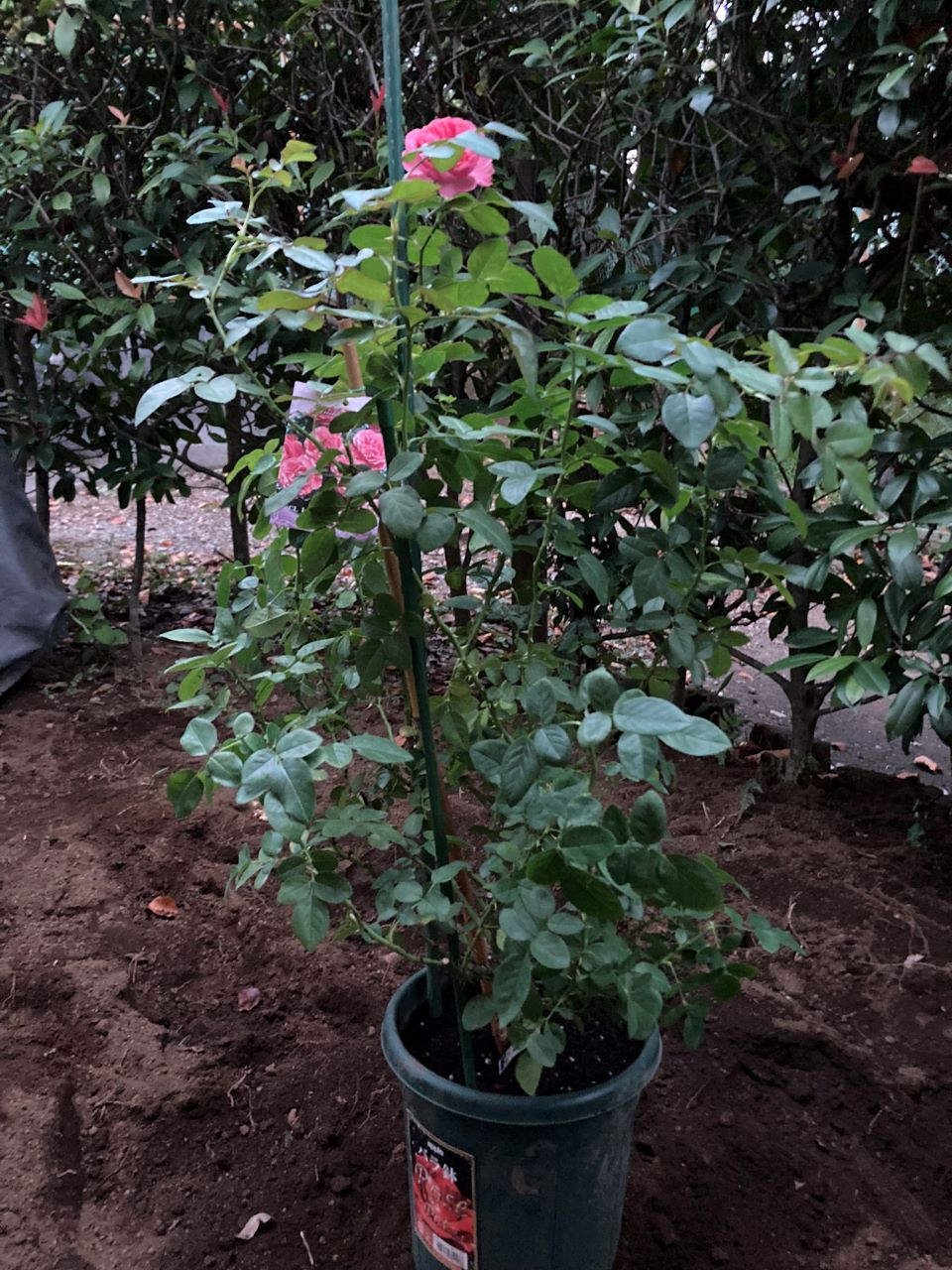 レオナルドダビンチ6号鉢開花苗購入