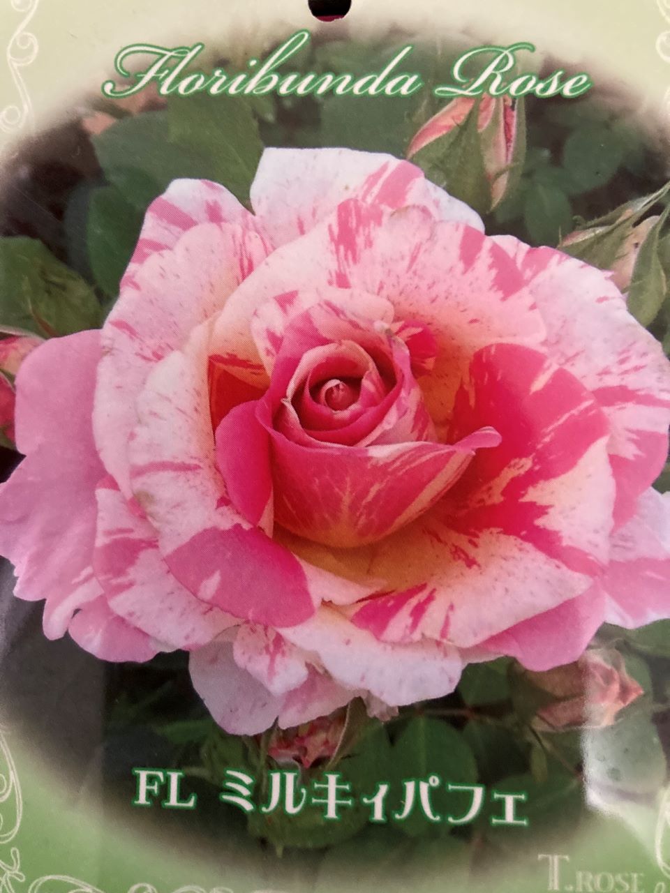 ミルキィパフェ