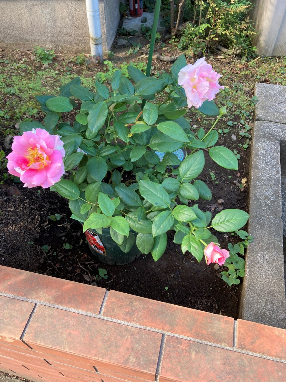 ミルキィパフェ開花苗1週間後